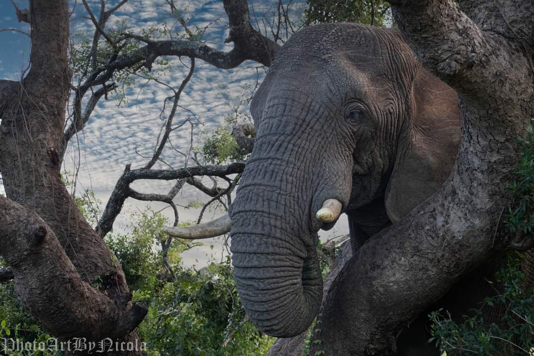 Thula Thula Elephant Llanga(2of3)