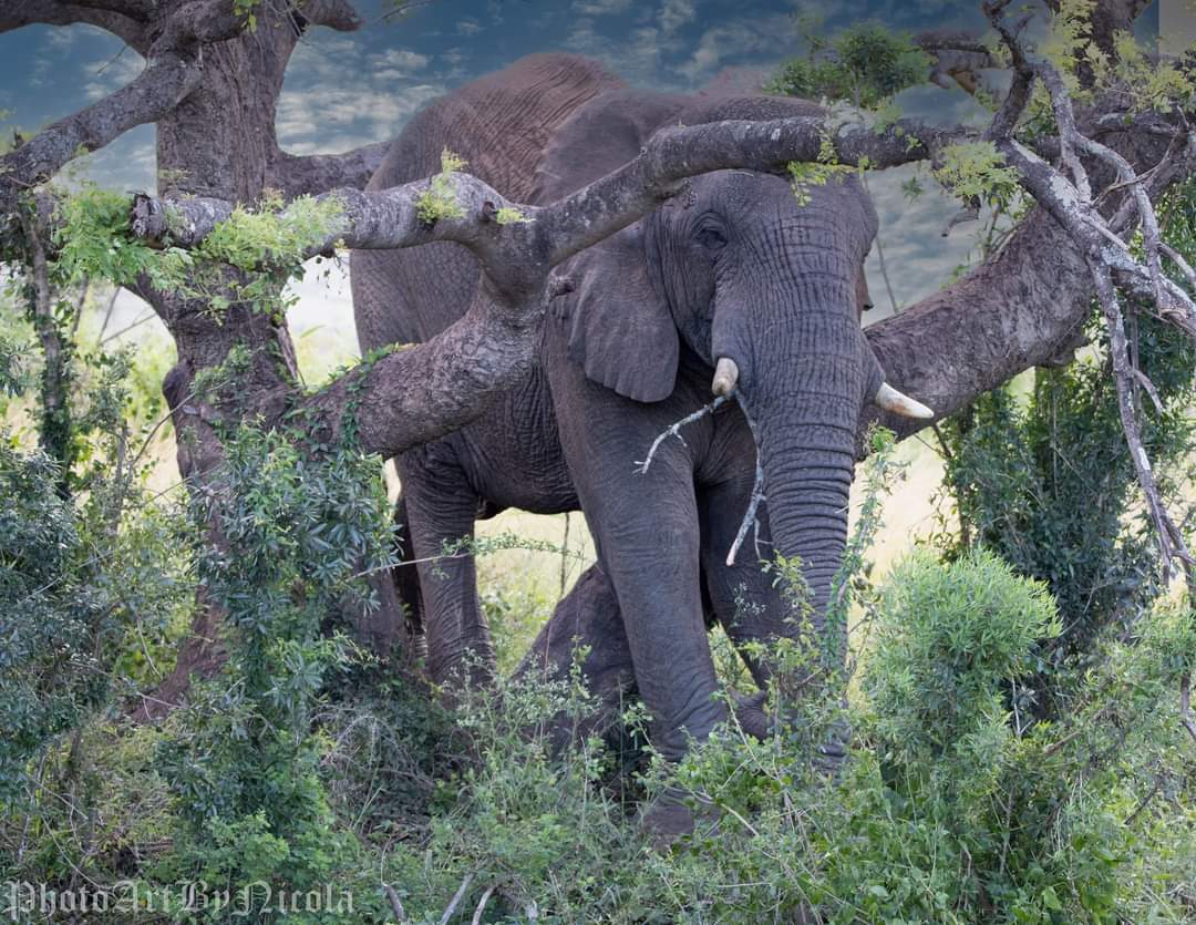 Thula Thula Elephant Llanga (3 of 3)