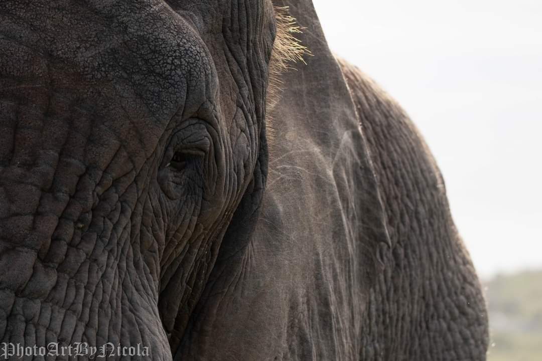 Elephant Basking In Sunlight