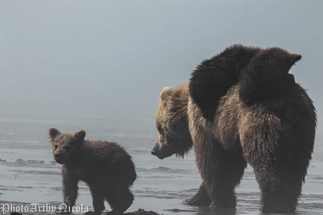Bear Family At Work