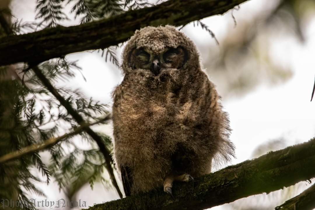 A Baby Owl Naps