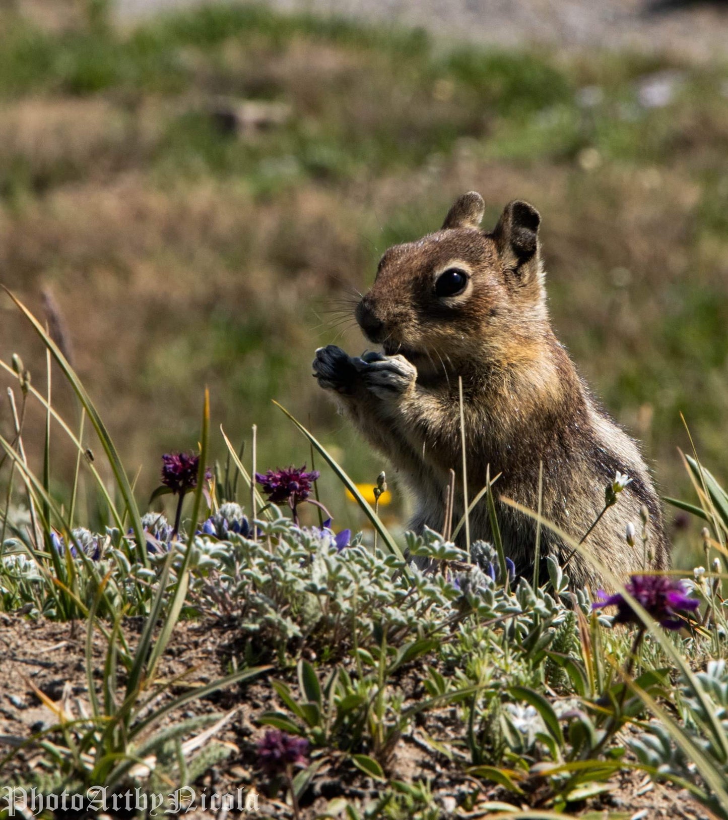 A Chipmunk Finds Lunch