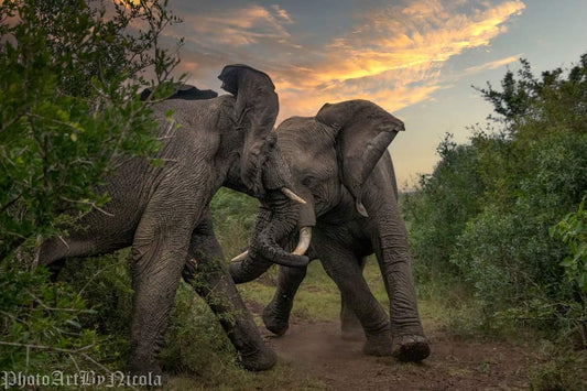 Thula Thula Elephants Spar Off