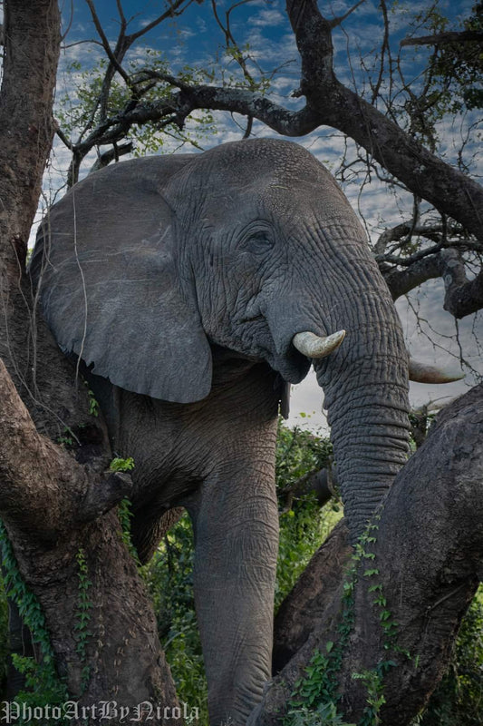 Thula Thula Llanga(1 of 3)