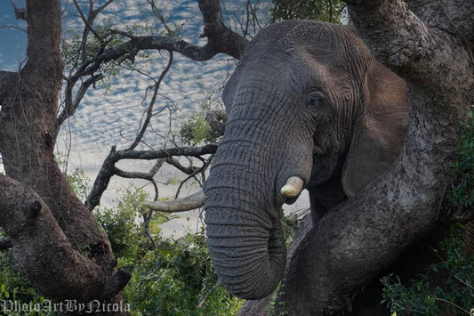 Thula Thula Elephant Llanga(2of3)