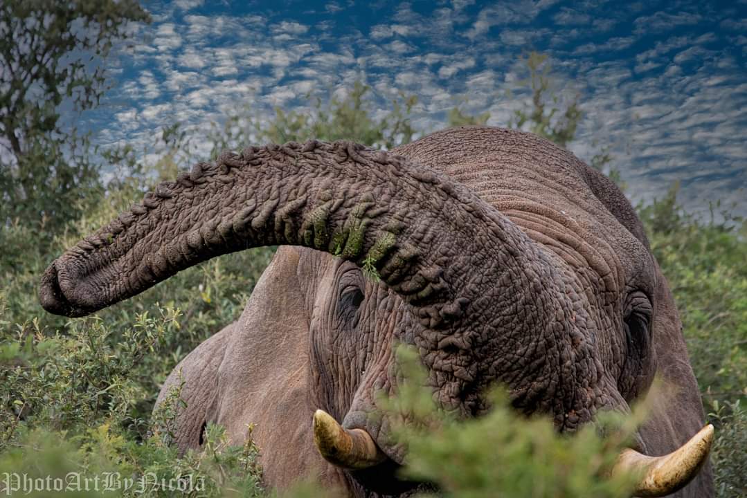 Elephant Trunk in Action