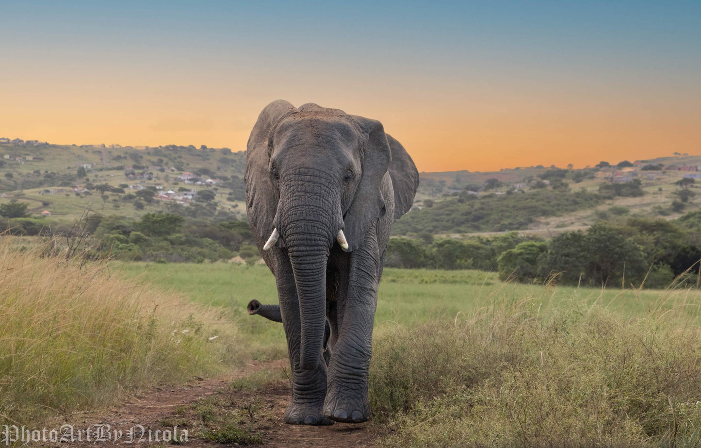 Elephant Hide And Seek