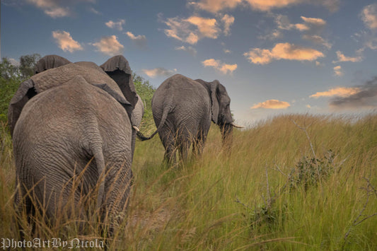 Elephants Walk At Sunset