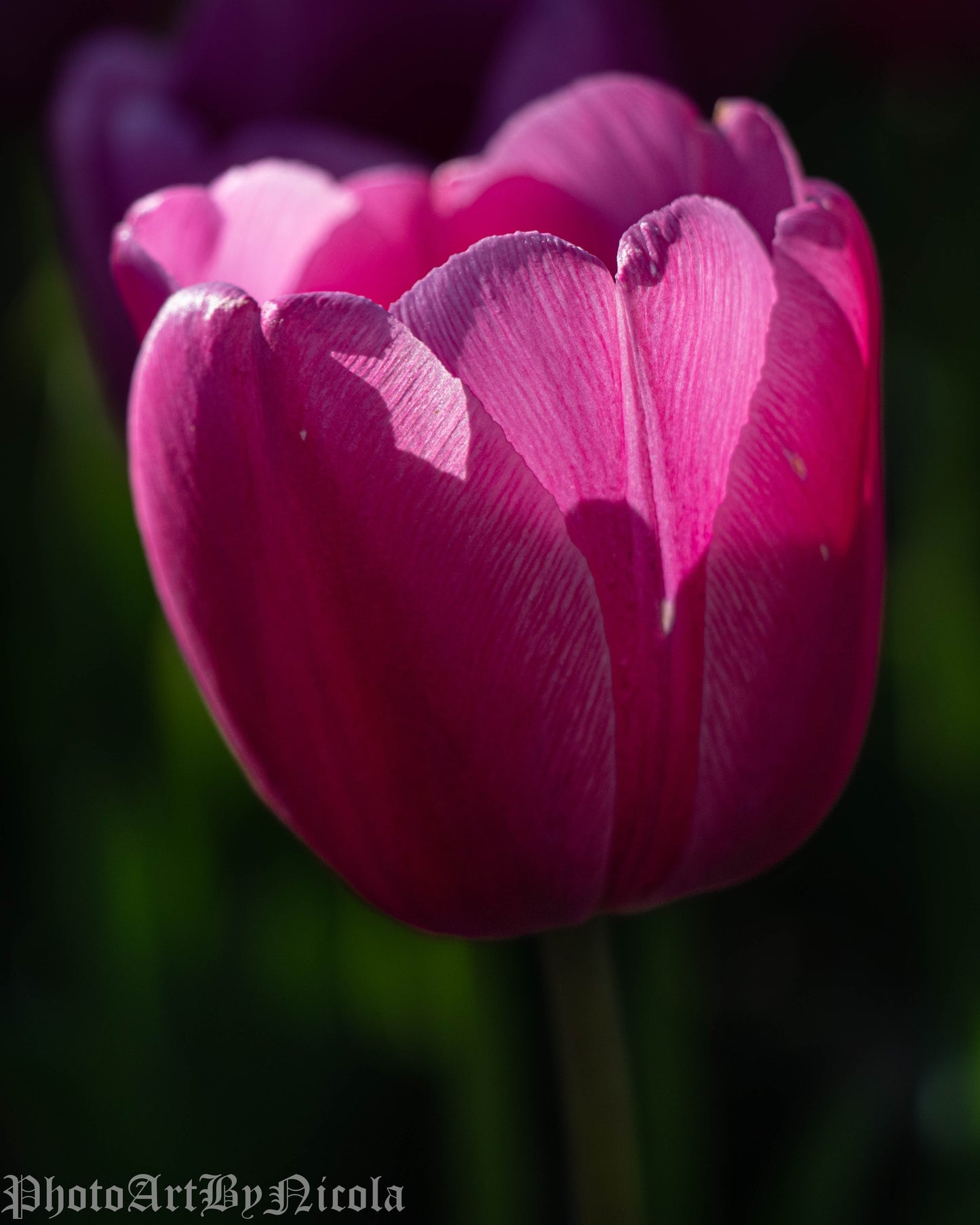 A Pink Tulip