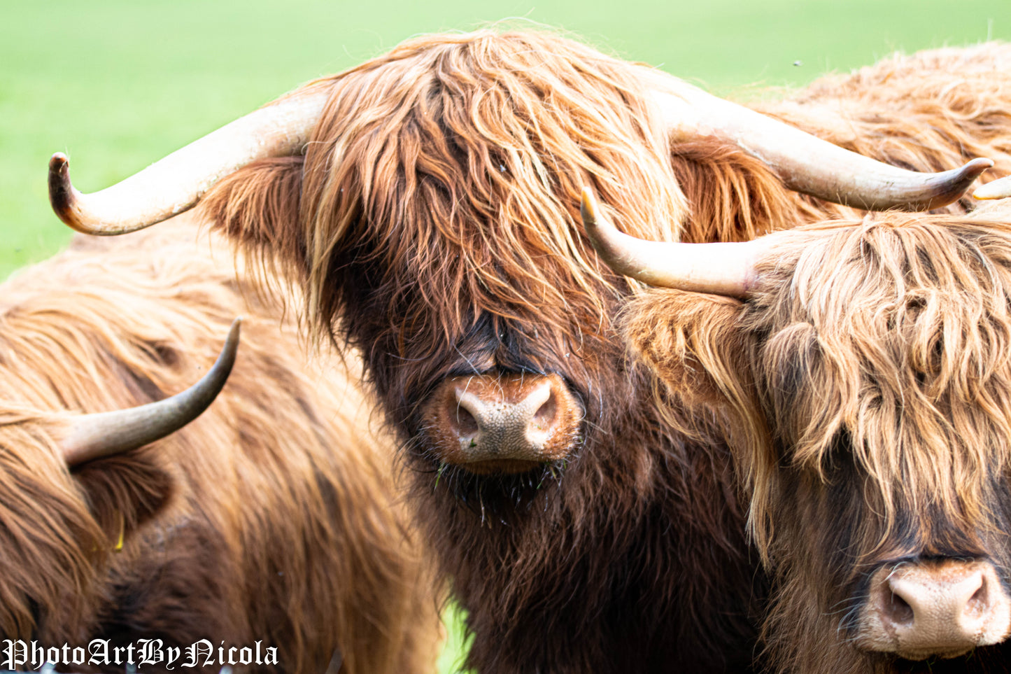 Three English Highland Cows