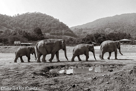 The Elephants Move Forward