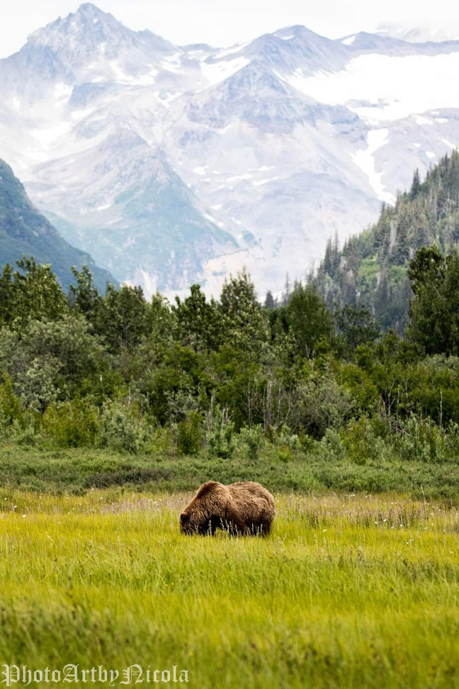 At Home In The Wilderness