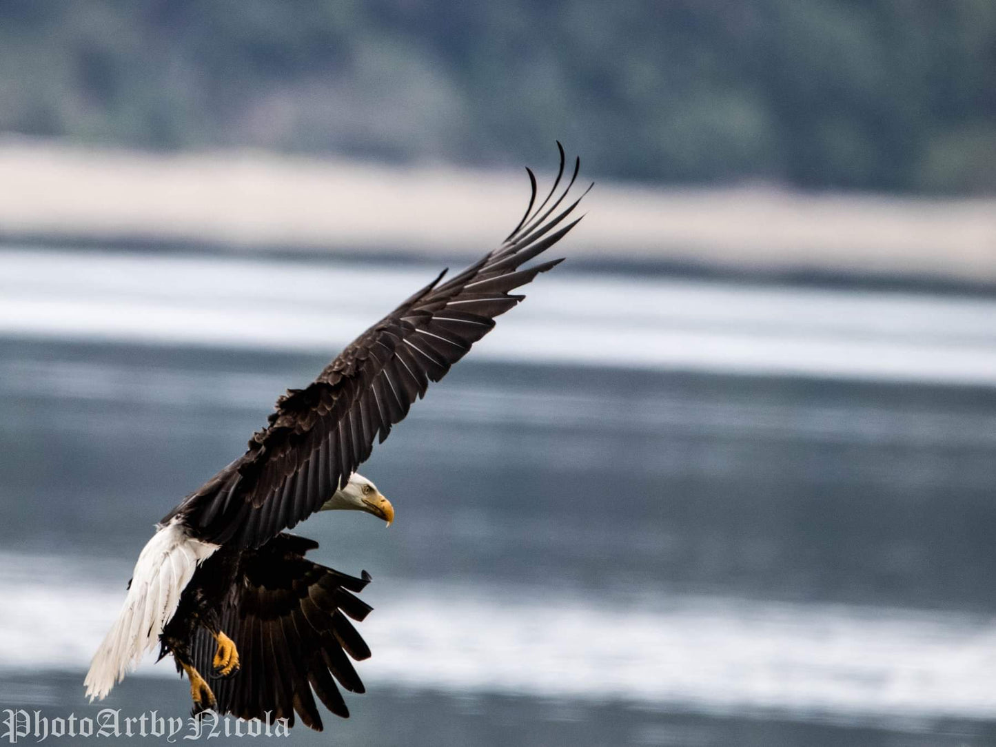 Bald Eagle On The Move