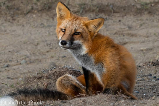 Up Close And Personal