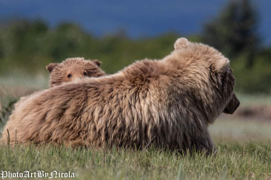 Baby Cub Peeks Over Mom