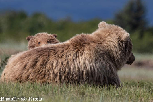 Baby Cub Peeks Over Mom